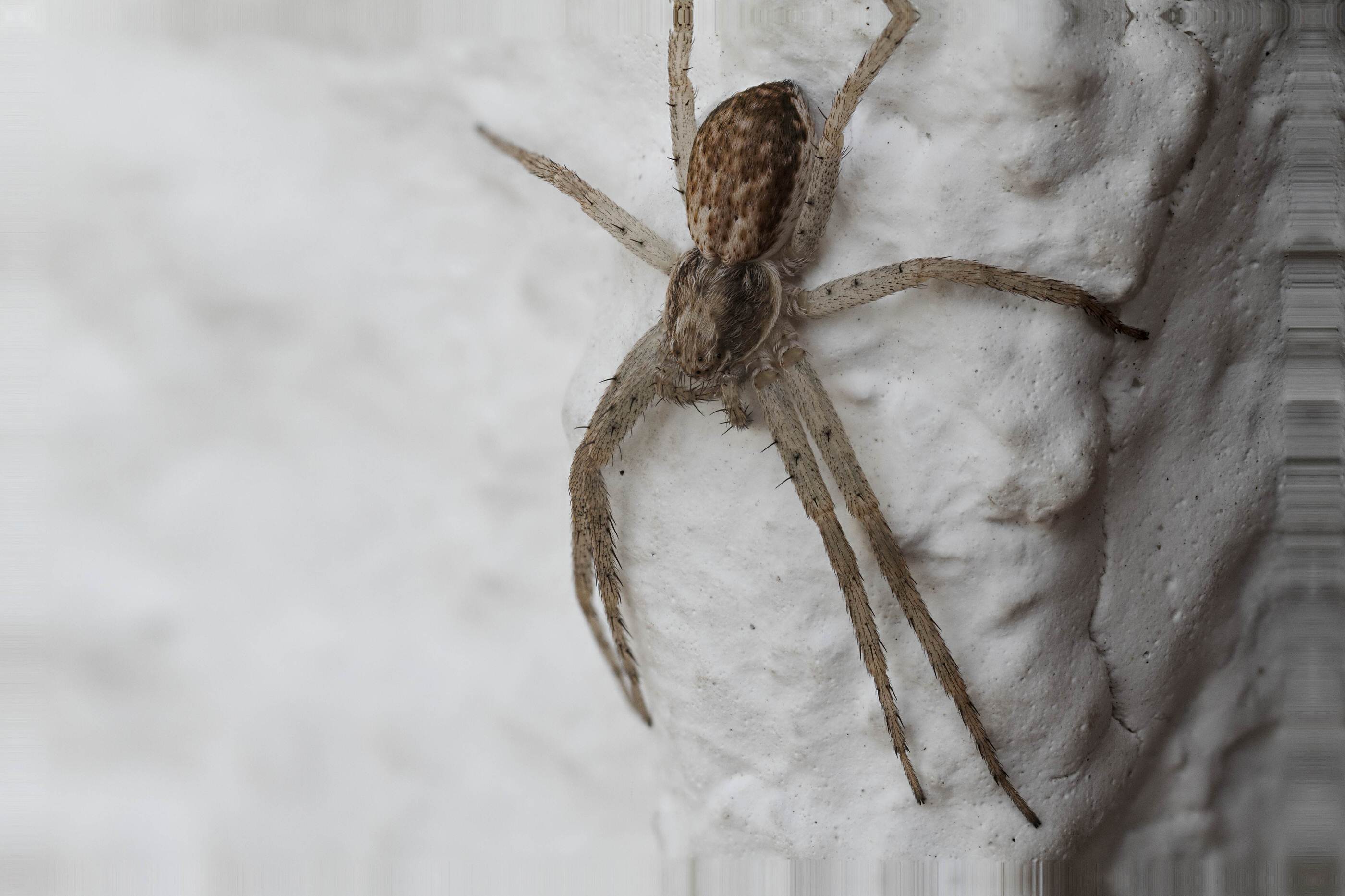 Jagdspinne
